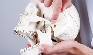 Model of jaw and skull bone